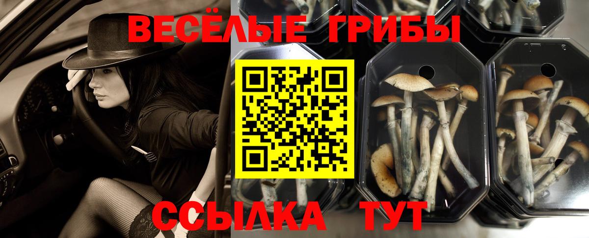 Галлюциногенные грибы Cubensis  магазин продажи   Губкин  Галлюциногенные грибы Cubensis  Вход с VPN 